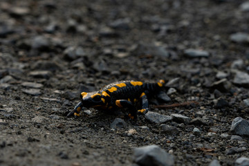 rare fire salamander on the ground