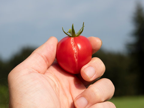 Tomatoes - Fruit Splitting And Cracking