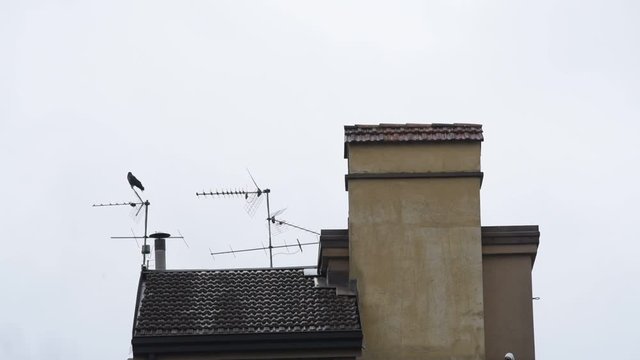 crow on the roof top and aerial antenna