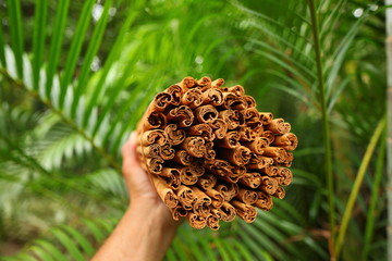 cinnamon in sri lanka large packaging