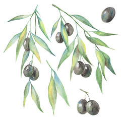 set of elements, watercolor picture, olives on the branch