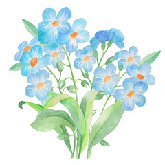 watercolor drawing, flowers and leaves of forget-me-nots, isolate on a white background, bouquet for design