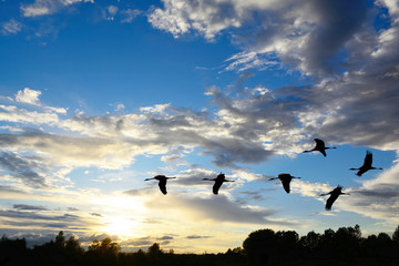 Beautiful sunset with the silhouette of flying geese