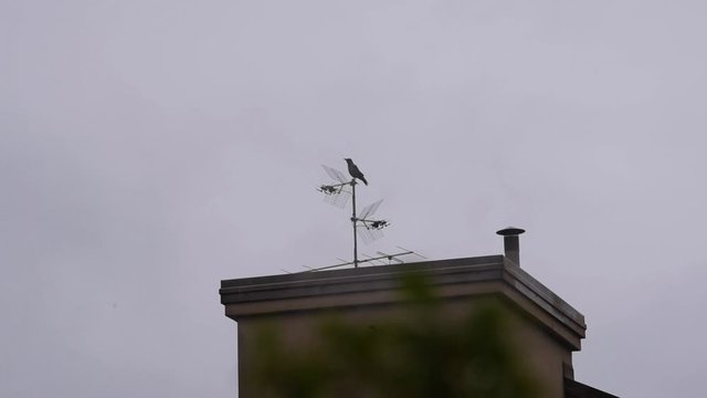 crow on the roof top and aerial antenna