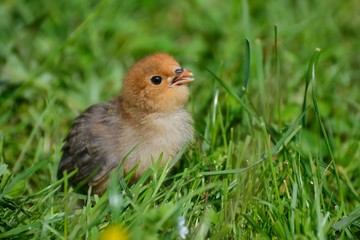 Little chicken on the green grass in summer