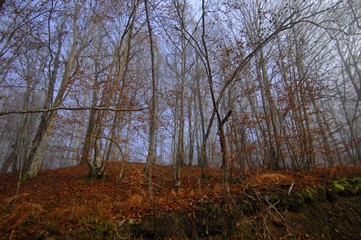 Fototapeta premium forest