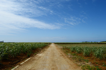 Fototapeta na wymiar １直線の農道