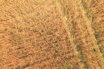 Aerial top view of the golden wheat field. Rural nature background.