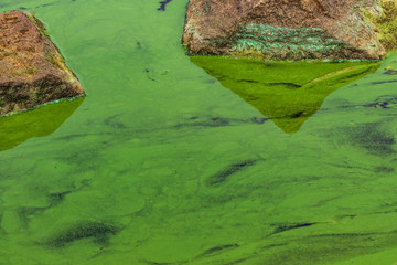 Blooming green water with stones. Chemical and Biological Contamination of Water. Wastewater....