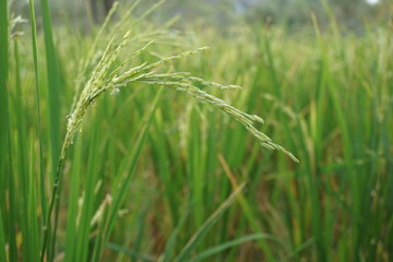Fototapeta na wymiar field of rice