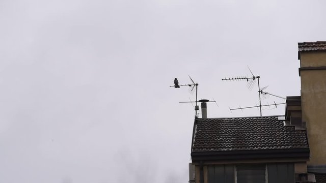 crow on the roof top and aerial antenna