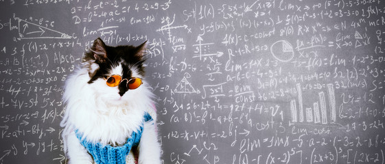 funny cat in knitted winter sweater and glasses over blackboard inscribed with scientific formulas...