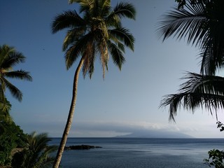 Fototapeta na wymiar Coconut palm tree at Maewo Is. overlooking Ambae Is. Vanuatu