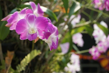 closeup purple orchid