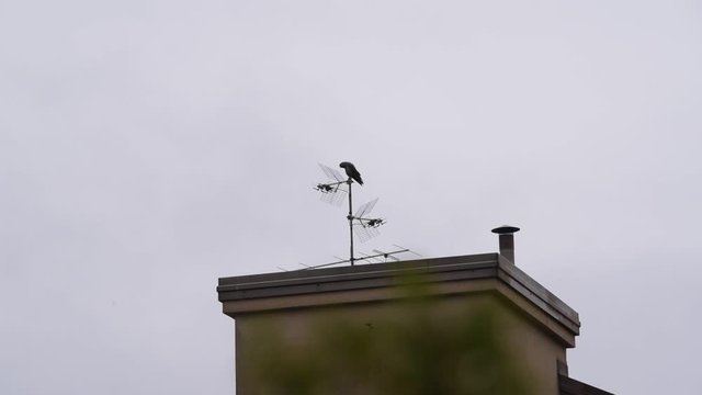 crow on the roof top and aerial antenna