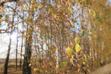  the sun through autumn foliage on the branches of beautiful birches