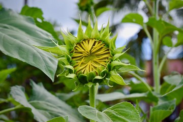 A Sunflower that has not yet blossomed 