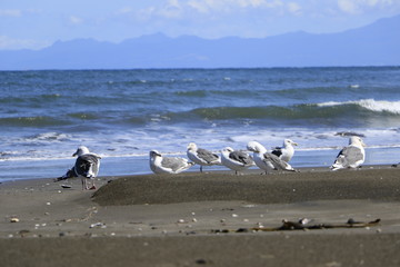 知床連山がボケて見える砂浜に集まるシロカモメ