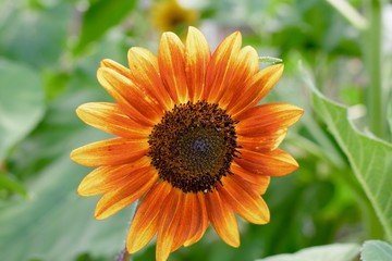 A orange yellow Sunflower close up  