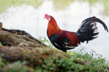 Close-up outdoor portrait of colorful cock bird.