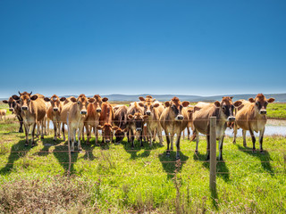 Naklejka na ściany i meble Group of cute South African cows grazing in a row