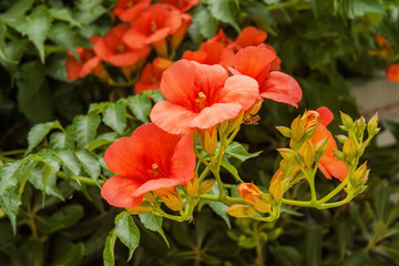Campsis grandiflora