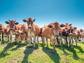Group of cute South African cows grazing in a row