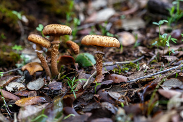 Mushrooms in autumn forest scene. Beautiful closeup of forest mushrooms. forest background. Closeup. Selective focus.