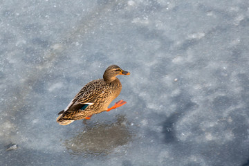 Funny duck walks on the ice. Wild duck in the winter. Wild mallard winters in the city.