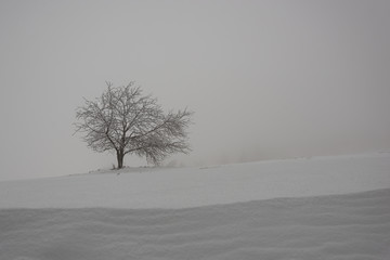 arbre dans le brouillard 