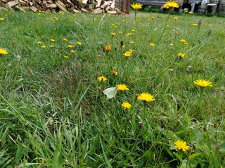 Bielinek na mleczu ©  Przyroda 