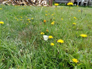 Bielinek na mleczu ©  Przyroda 