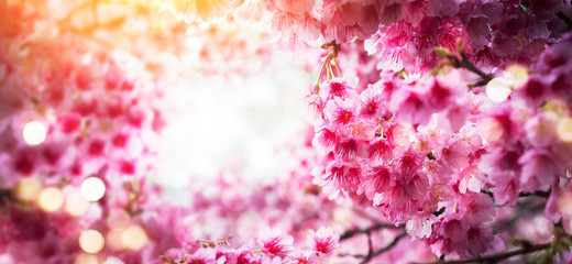 Spring background with flowers