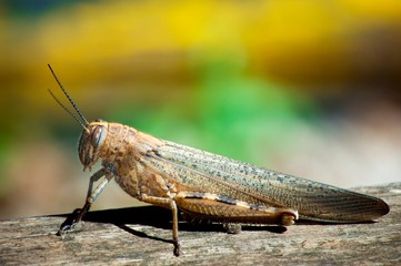 animal