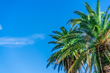 青空とヤシの木 南国の雰囲気