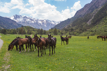 Horses herd. Caucasus Mountains landscape. Karachay-Cherkessia republic, Russia