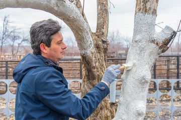 Whitewashing of fruit trees in spring garden. Human hands in gloves holding brush and whitewash bucket close-up. Man gardener whitening trunk of apple tree. Spring work in garden, gardening concept © Tatyana_Andreyeva