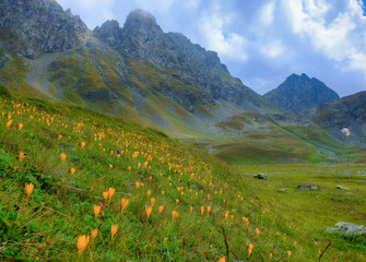  Crocus flowers in the mountains. Field of crocuses. Mountain peak. Scattered light. Cloudy mountain landscape.