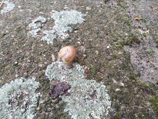 Ślimak wstężyk ogrodowy ©  Przyroda 