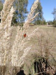 Biedronka ©  Przyroda 