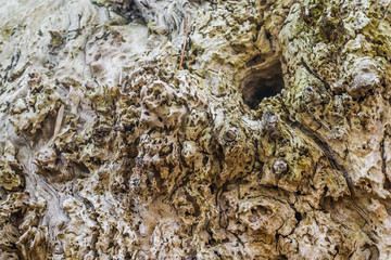 The bark of old deciduous trees 