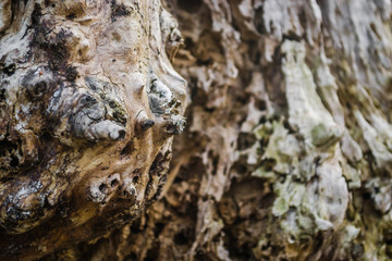 The bark of old deciduous trees 
