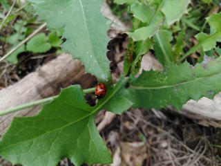 Biedronka ©  Przyroda 