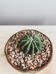 Green cactus in circle pot on wooden table