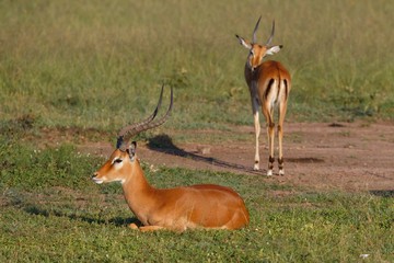 Schwarzfersen-Impala