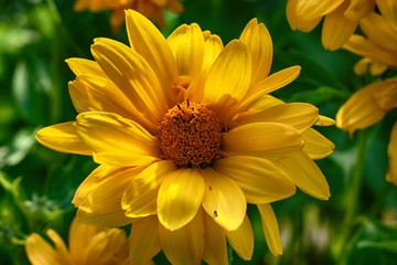 Blume