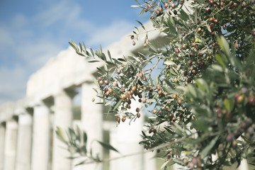 olive branches with fruits against ancient ruins, Peloponnese, Jan 2020, Greece, Europe