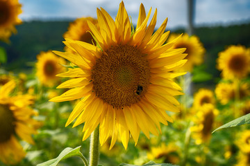Obraz premium Blume