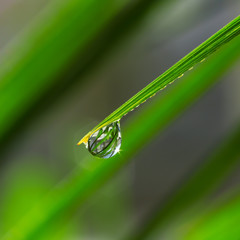 Obraz premium Leaf of grass with water drop, closeup