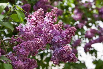 A branch of a flowering flowers lilac